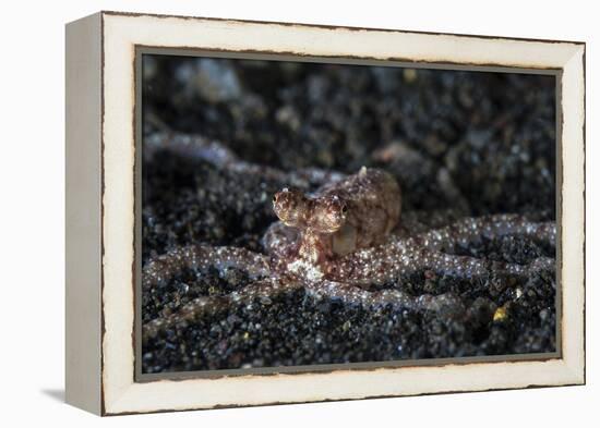 An Unidentified Octopus on a Black Sand Seafloor-Stocktrek Images-Framed Premier Image Canvas