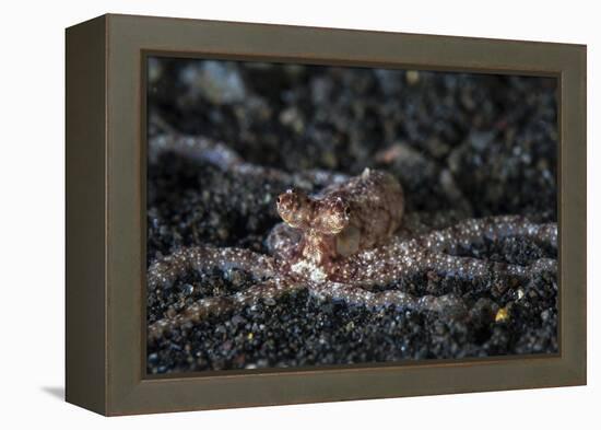 An Unidentified Octopus on a Black Sand Seafloor-Stocktrek Images-Framed Premier Image Canvas