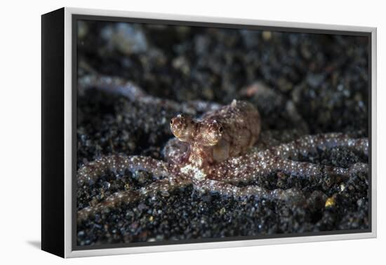 An Unidentified Octopus on a Black Sand Seafloor-Stocktrek Images-Framed Premier Image Canvas