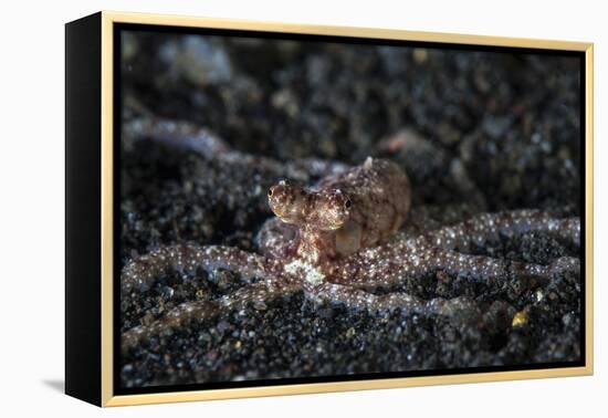 An Unidentified Octopus on a Black Sand Seafloor-Stocktrek Images-Framed Premier Image Canvas