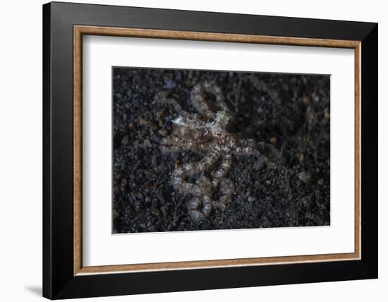 An Unidentified Octopus on a Black Sand Seafloor-Stocktrek Images-Framed Photographic Print