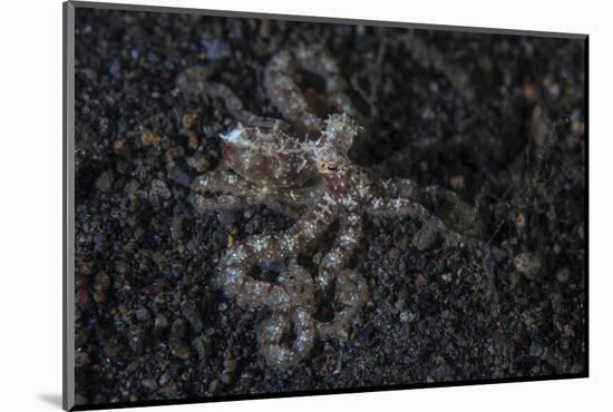 An Unidentified Octopus on a Black Sand Seafloor-Stocktrek Images-Mounted Photographic Print