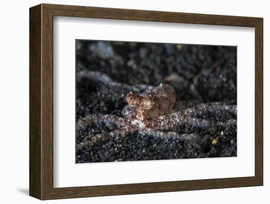 An Unidentified Octopus on a Black Sand Seafloor-Stocktrek Images-Framed Photographic Print