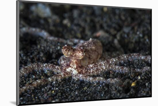 An Unidentified Octopus on a Black Sand Seafloor-Stocktrek Images-Mounted Photographic Print