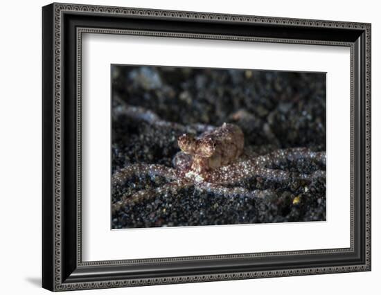 An Unidentified Octopus on a Black Sand Seafloor-Stocktrek Images-Framed Photographic Print