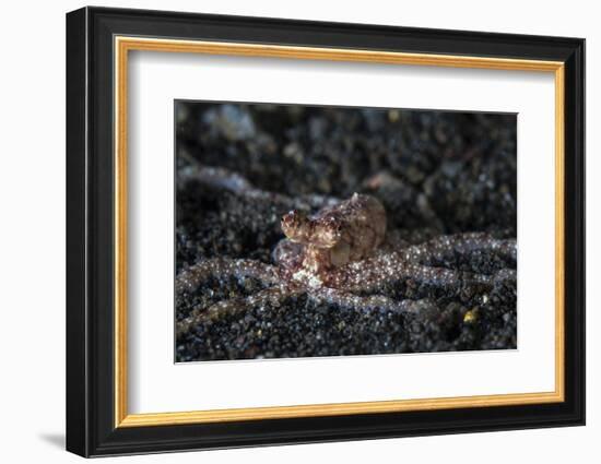 An Unidentified Octopus on a Black Sand Seafloor-Stocktrek Images-Framed Photographic Print