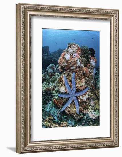 An Unusual Sea Star Clings to a Diverse Reef Near the Island of Bangka-Stocktrek Images-Framed Photographic Print