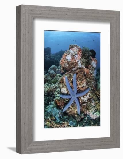 An Unusual Sea Star Clings to a Diverse Reef Near the Island of Bangka-Stocktrek Images-Framed Photographic Print