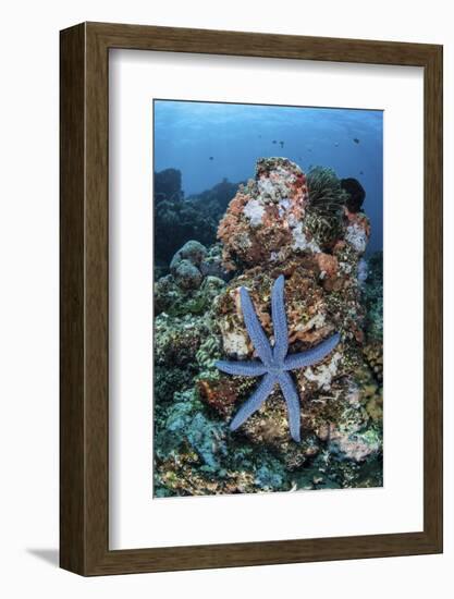 An Unusual Sea Star Clings to a Diverse Reef Near the Island of Bangka-Stocktrek Images-Framed Photographic Print