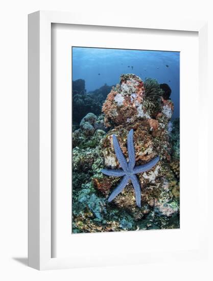 An Unusual Sea Star Clings to a Diverse Reef Near the Island of Bangka-Stocktrek Images-Framed Photographic Print