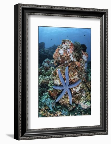 An Unusual Sea Star Clings to a Diverse Reef Near the Island of Bangka-Stocktrek Images-Framed Photographic Print