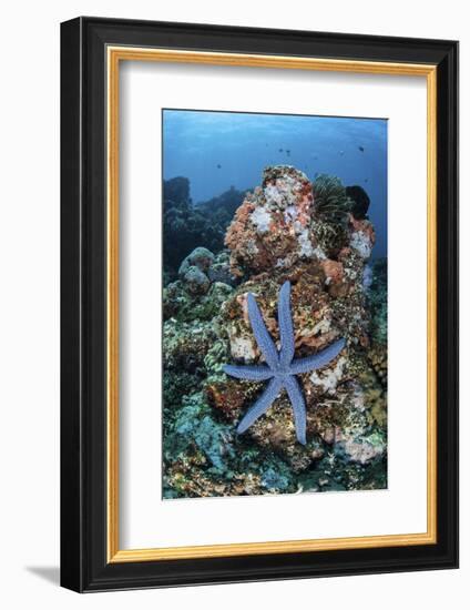 An Unusual Sea Star Clings to a Diverse Reef Near the Island of Bangka-Stocktrek Images-Framed Photographic Print