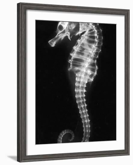 An X-Ray of a Seahorse, Showing its Skeleton-null-Framed Photographic Print