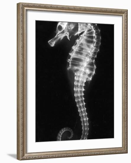 An X-Ray of a Seahorse, Showing its Skeleton-null-Framed Photographic Print