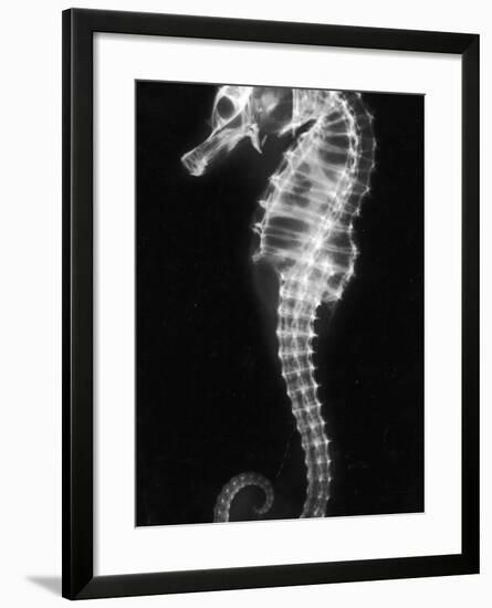 An X-Ray of a Seahorse, Showing its Skeleton-null-Framed Photographic Print