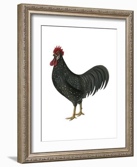 Anacona (Gallus Gallus Domesticus), Rooster, Poultry, Birds-Encyclopaedia Britannica-Framed Art Print