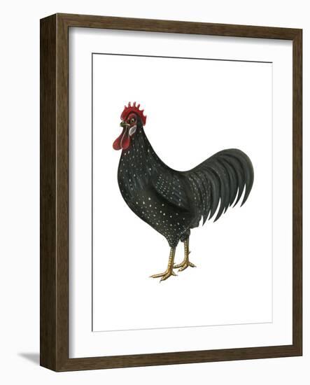 Anacona (Gallus Gallus Domesticus), Rooster, Poultry, Birds-Encyclopaedia Britannica-Framed Art Print