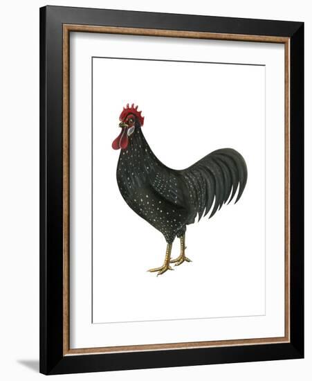 Anacona (Gallus Gallus Domesticus), Rooster, Poultry, Birds-Encyclopaedia Britannica-Framed Art Print