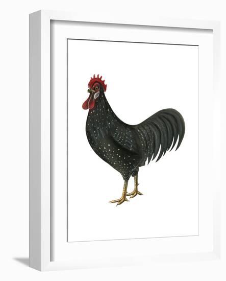 Anacona (Gallus Gallus Domesticus), Rooster, Poultry, Birds-Encyclopaedia Britannica-Framed Art Print