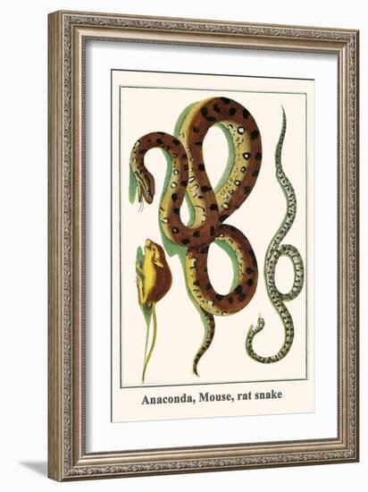 Anaconda, Mouse, Rat Snake-Albertus Seba-Framed Art Print