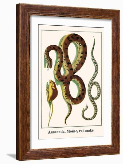 Anaconda, Mouse, Rat Snake-Albertus Seba-Framed Art Print