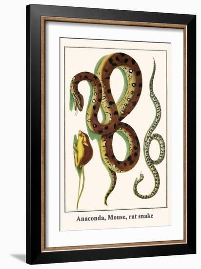 Anaconda, Mouse, Rat Snake-Albertus Seba-Framed Art Print