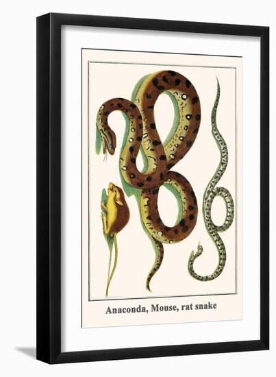 Anaconda, Mouse, Rat Snake-Albertus Seba-Framed Art Print