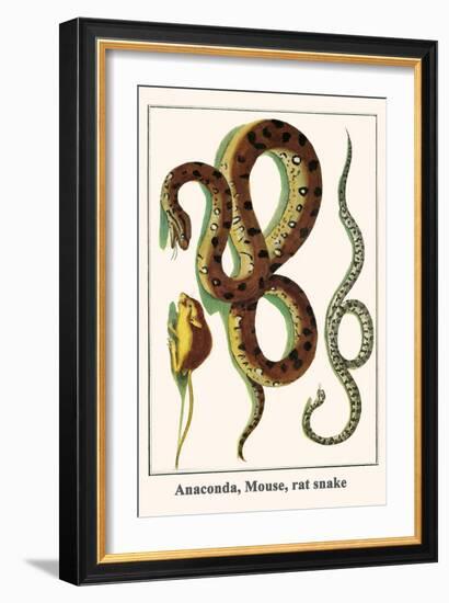 Anaconda, Mouse, Rat Snake-Albertus Seba-Framed Art Print