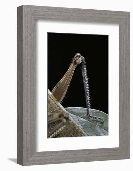 Anacridium Aegyptium (Egyptian Locust) - Hindleg-Paul Starosta-Framed Photographic Print