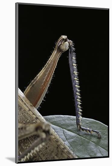Anacridium Aegyptium (Egyptian Locust) - Hindleg-Paul Starosta-Mounted Photographic Print