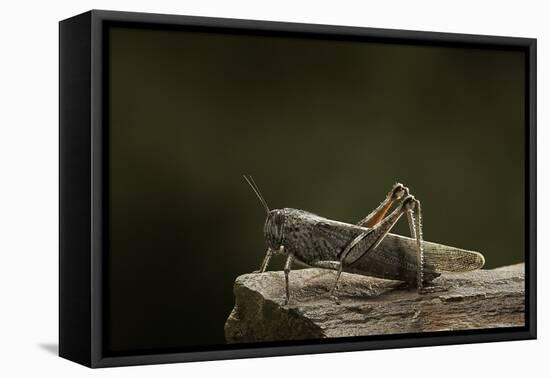 Anacridium Aegyptium (Egyptian Locust)-Paul Starosta-Framed Premier Image Canvas