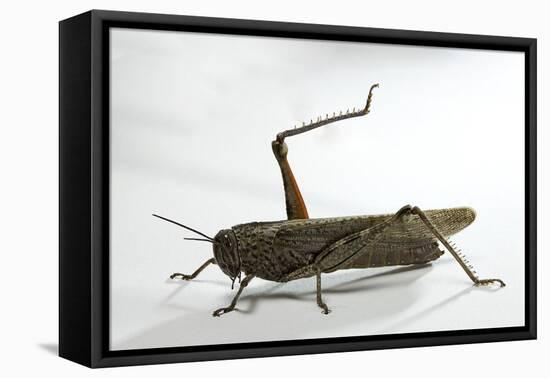 Anacridium Aegyptium (Egyptian Locust)-Paul Starosta-Framed Premier Image Canvas