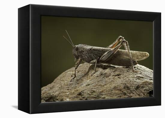 Anacridium Aegyptium (Egyptian Locust)-Paul Starosta-Framed Premier Image Canvas