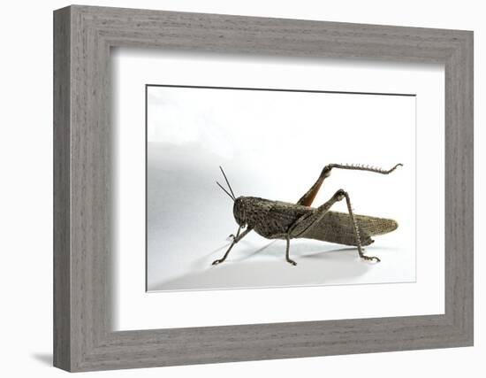 Anacridium Aegyptium (Egyptian Locust)-Paul Starosta-Framed Photographic Print