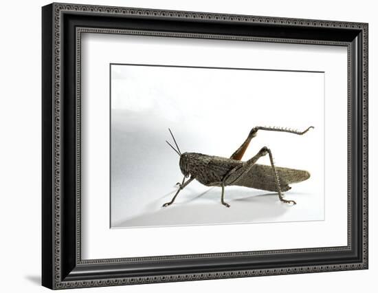 Anacridium Aegyptium (Egyptian Locust)-Paul Starosta-Framed Photographic Print