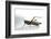 Anacridium Aegyptium (Egyptian Locust)-Paul Starosta-Framed Photographic Print