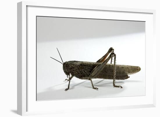 Anacridium Aegyptium (Egyptian Locust)-Paul Starosta-Framed Photographic Print