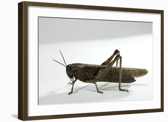 Anacridium Aegyptium (Egyptian Locust)-Paul Starosta-Framed Photographic Print