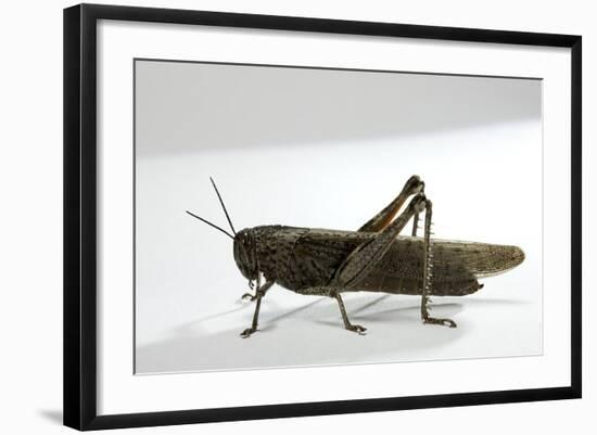 Anacridium Aegyptium (Egyptian Locust)-Paul Starosta-Framed Photographic Print