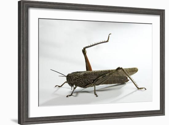 Anacridium Aegyptium (Egyptian Locust)-Paul Starosta-Framed Photographic Print