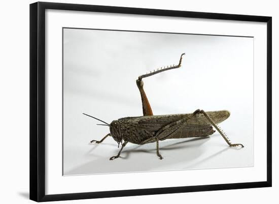 Anacridium Aegyptium (Egyptian Locust)-Paul Starosta-Framed Photographic Print