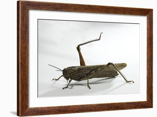 Anacridium Aegyptium (Egyptian Locust)-Paul Starosta-Framed Photographic Print