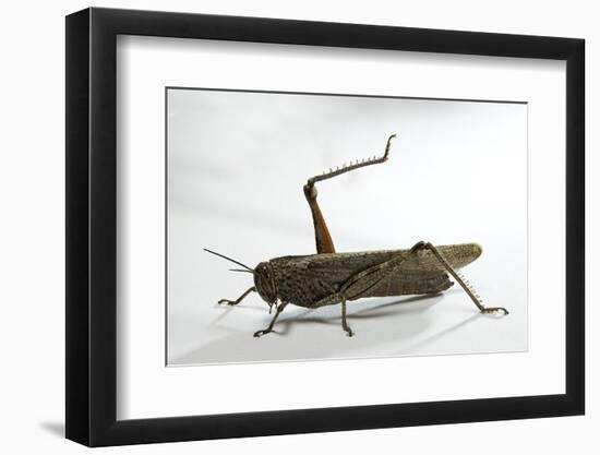 Anacridium Aegyptium (Egyptian Locust)-Paul Starosta-Framed Photographic Print