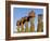 Anakena Beach, Monolithic Giant Stone Moai Statues of Ahu Nau Nau, Rapa Nui, Chile-Gavin Hellier-Framed Photographic Print