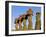 Anakena Beach, Monolithic Giant Stone Moai Statues of Ahu Nau Nau, Rapa Nui, Chile-Gavin Hellier-Framed Photographic Print