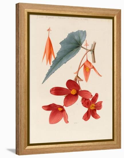 Analytical Drawing of a Flower, Leaves and a Section of Branch (W/C and Bodycolour on Card)-Alfred Riocreux-Framed Premier Image Canvas