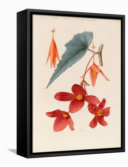 Analytical Drawing of a Flower, Leaves and a Section of Branch (W/C and Bodycolour on Card)-Alfred Riocreux-Framed Premier Image Canvas