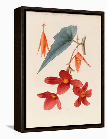 Analytical Drawing of a Flower, Leaves and a Section of Branch (W/C and Bodycolour on Card)-Alfred Riocreux-Framed Premier Image Canvas