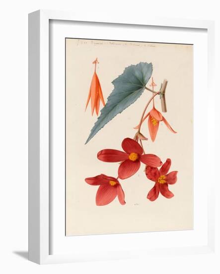 Analytical Drawing of a Flower, Leaves and a Section of Branch (W/C and Bodycolour on Card)-Alfred Riocreux-Framed Giclee Print
