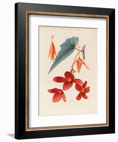 Analytical Drawing of a Flower, Leaves and a Section of Branch (W/C and Bodycolour on Card)-Alfred Riocreux-Framed Giclee Print